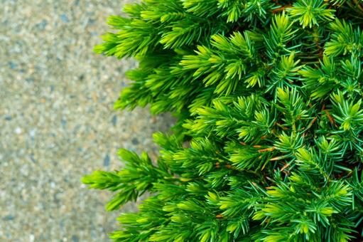 Photo, heinez, ground cover, conifer, 