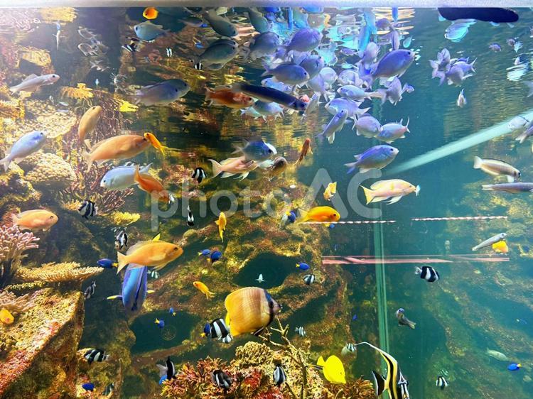 たくさんの魚たち♪ 魚,カラフル,鮮やかの写真素材