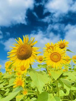 向日葵 向日葵,ひまわり,ヒマワリの写真素材
