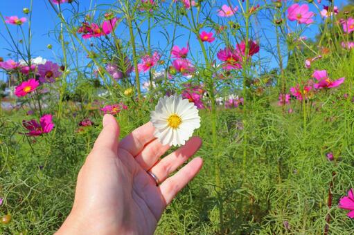 コスモス　花　手　青空 花,コスモス,秋桜の写真素材