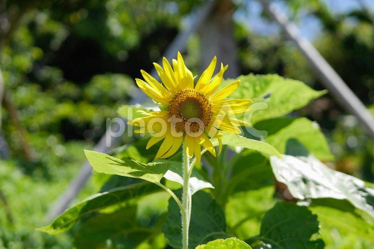 沖縄の晴天とひまわり 沖縄,ひまわり,植物の写真素材