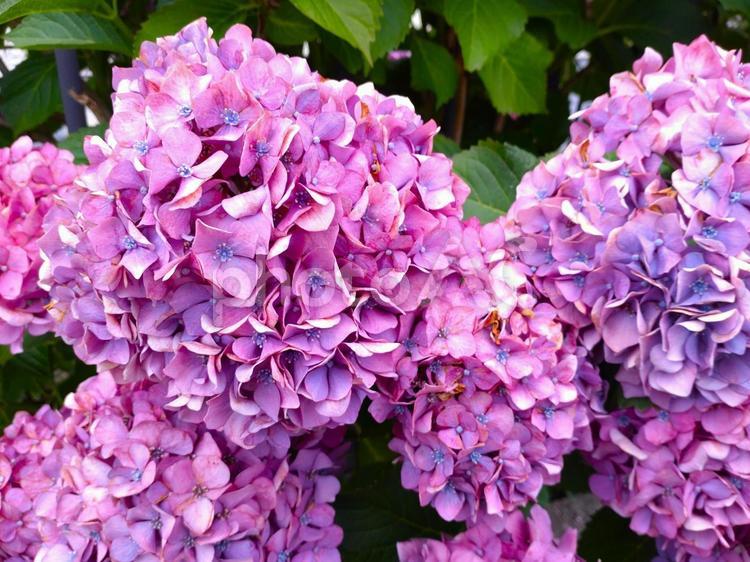 満開の紫色のアジサイの花9 紫陽花,あじさい,アジサイの写真素材