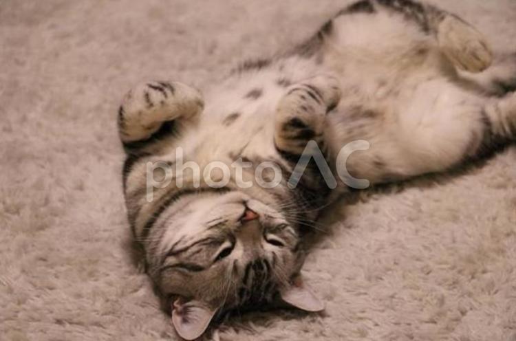 撫でて欲しい猫 動物,生き物,生物の写真素材