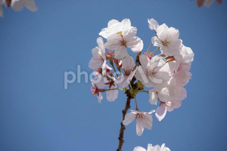桜の枝 桜,春,花の写真素材