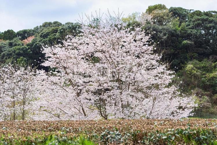 山裾に広がる美しい桜並木 桜並木,桜,sakuraの写真素材