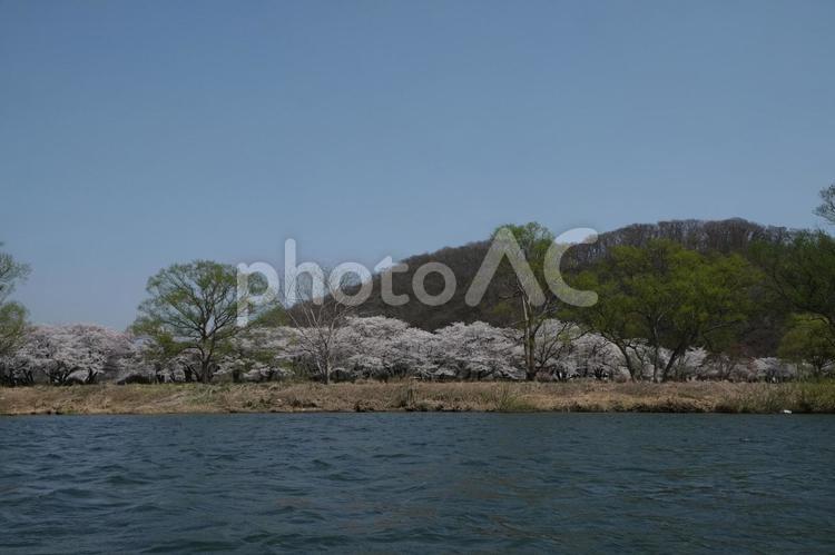 北上展勝地の桜　遊覧船から見た桜の風景 岩手,北上,展勝地の写真素材