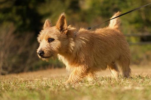 ワンコのポートレート 犬,ノーリッチテリア,小型犬の写真素材