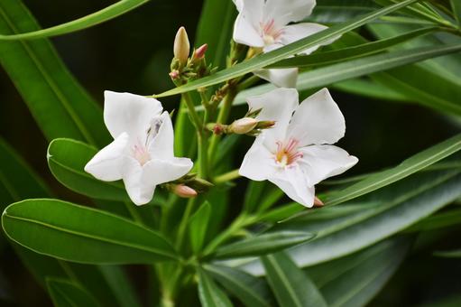 Oleander, JPG