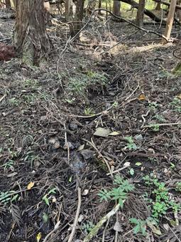涸れた山の小川 涸れた山の小川 秋,茶色,風景の写真素材