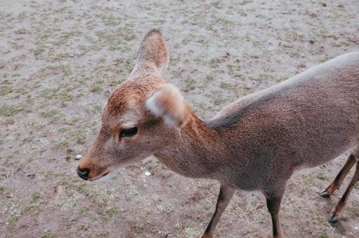 耳を動かせますよ 鹿,動物,哺乳類の写真素材
