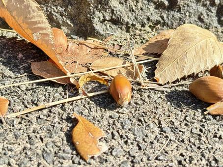 どんぐりと落ち葉 どんぐり,アスファルト,自然の写真素材
