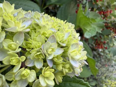 紫陽花 紫陽花の写真