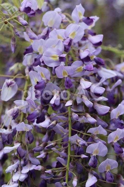 咲いたばかりの藤の花　03 植物,藤,かわいいの写真素材