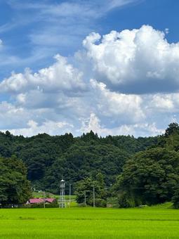 夏の里山 夏の里山の写真