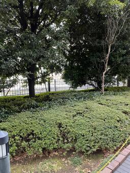 植木 植木の写真