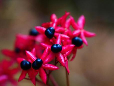 クサギの実 クサギ,ピンク,紫の写真素材