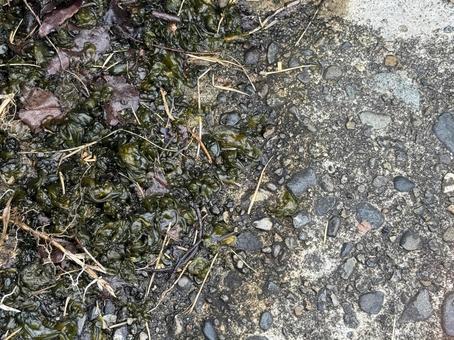 イシクラゲ イシクラゲの写真