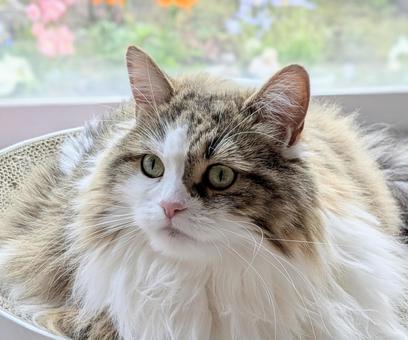 くつろぐモフモフな猫 くつろぐモフモフな猫 猫,動物,ねこの写真素材