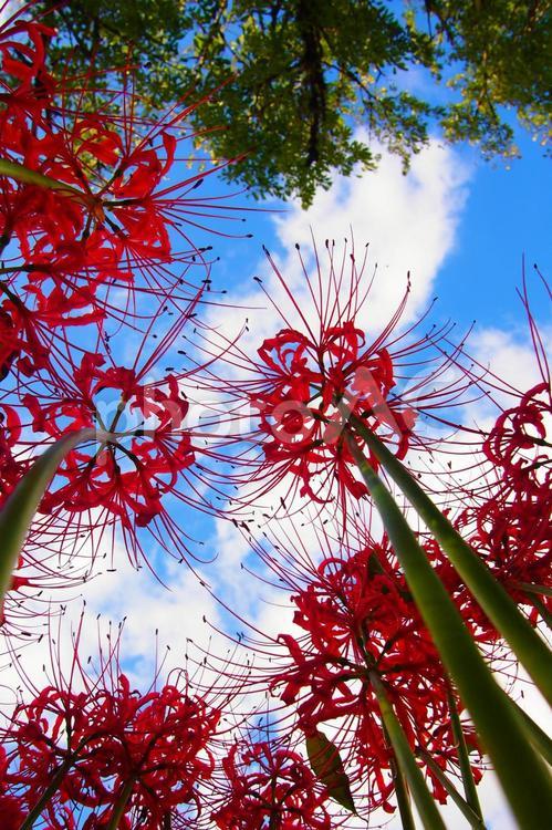 見上げた秋空と彼岸花 曼珠沙華,彼岸花,お墓参りの写真素材