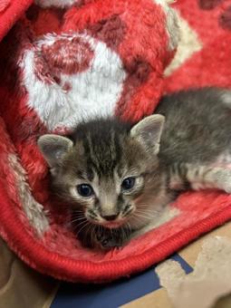 赤い毛布の子猫 赤い毛布の子猫の写真