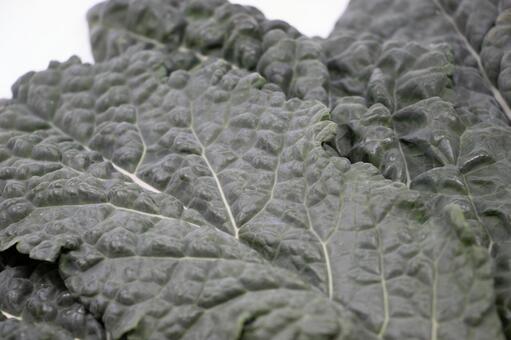 カーボロネロ カーボロネロ,野菜,黒キャベツの写真素材