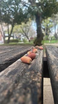 ドングリ ドングリの写真