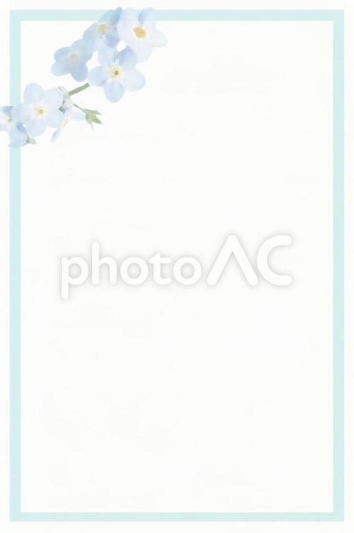 わすれな草のはがき背景 わすれな草,はがき背景,癒やしの写真素材
