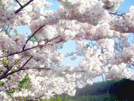 八重桜 八重桜の写真
