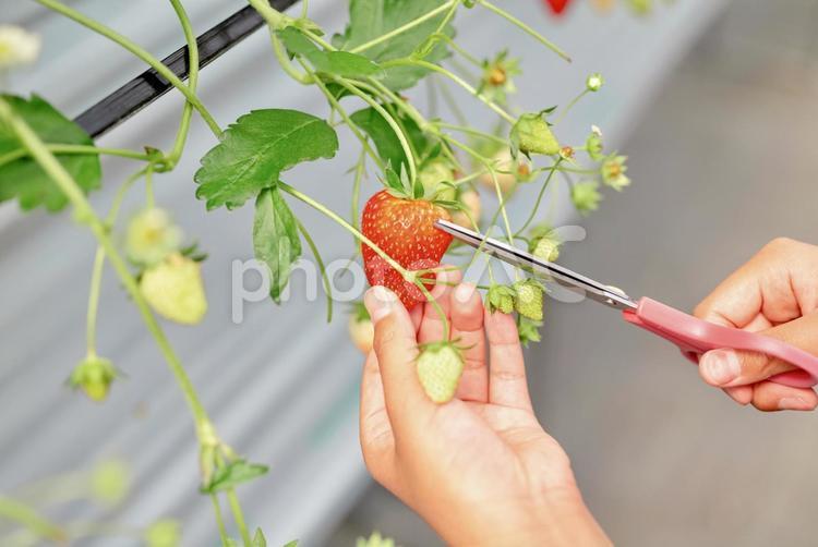 いちご狩りの季節 イチゴ,食べ物,自然の写真素材
