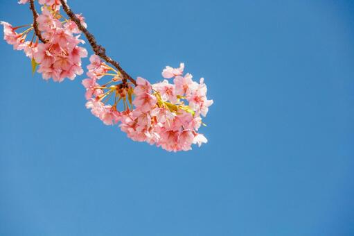 青空に映える満開の河津桜 桜,河津桜,春の写真素材