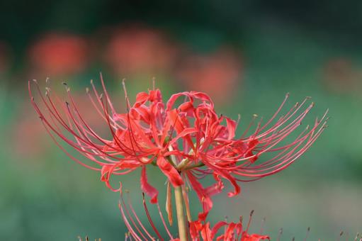 激情之花, JPG 激情之花, higambana, cluster amaryllis, flower, JPG