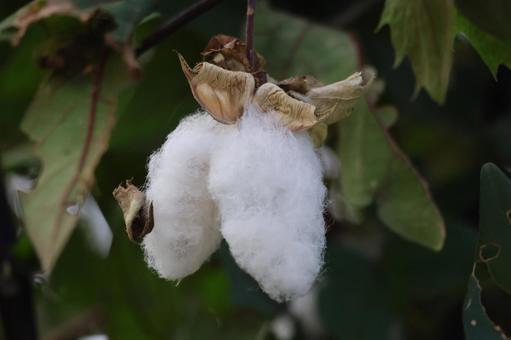 白くはじけた実の綿の木の枝の先のアップ 白くはじけた実の綿の木の枝の先のアップ 白く,はじけた,実の写真素材