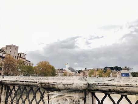 イタリア、鳥と街並み イタリア、鳥と街並みの写真