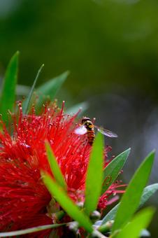 ブラシノキの写真