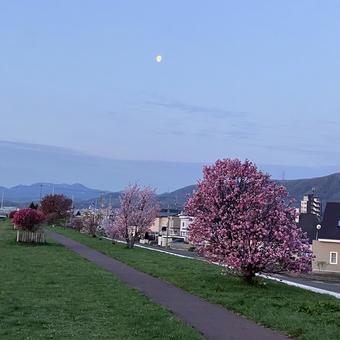朝 朝 景色,自然,風景の写真素材