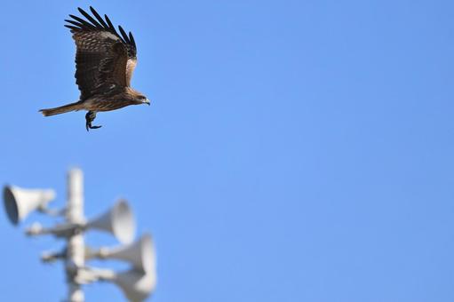 Black Kite, JPG