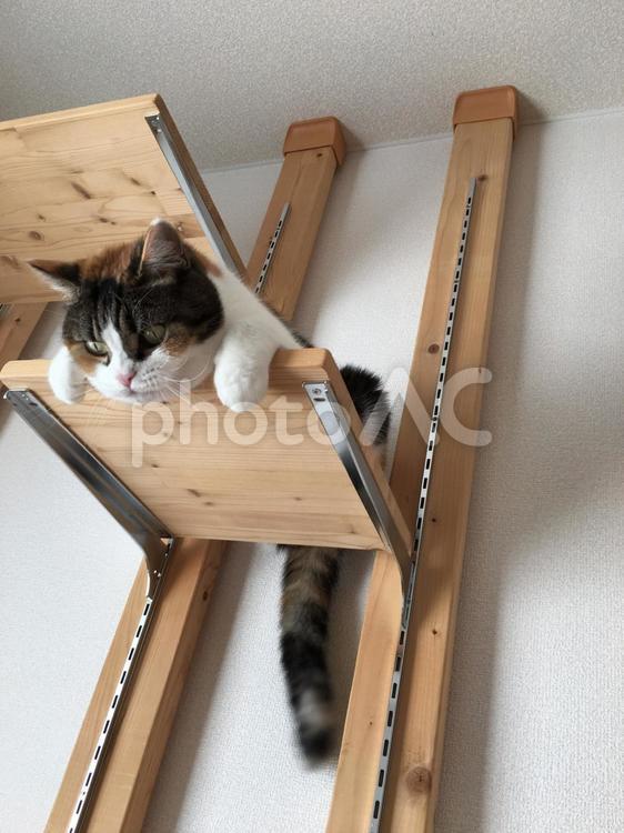 キャットタワーから見下ろす猫 ネコ,ねこ,三毛猫の写真素材