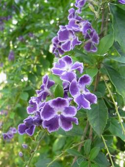 公園に咲く紫色のデュランタの花 公園に咲く紫色のデュランタの花の写真