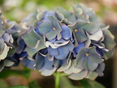 紫陽花 紫陽花の写真