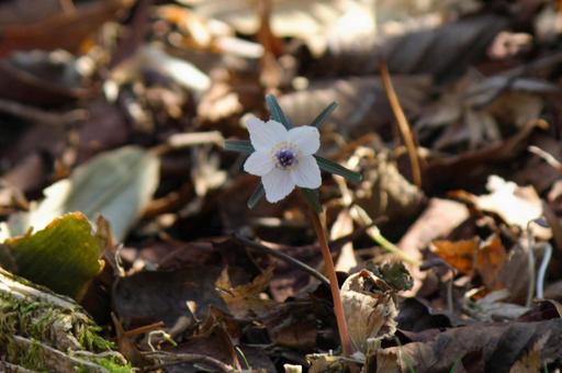 セツブンソウ セツブンソウの写真