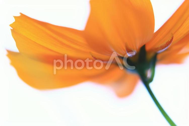 ひかりをまとう コスモス,オレンジの花,逆光の写真素材