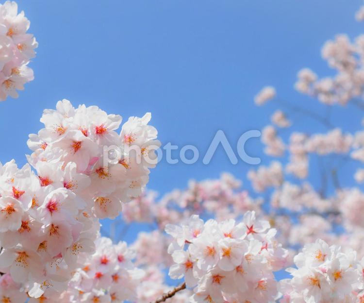 明るい青空と満開の桜の花のクローズアップ、桜と青空の入学式のイメージ写真 桜,さくら,サクラの写真素材