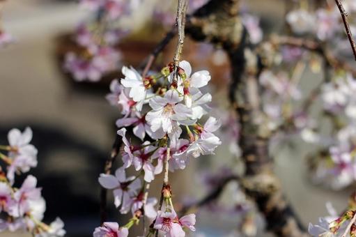 桜1 桜1の写真