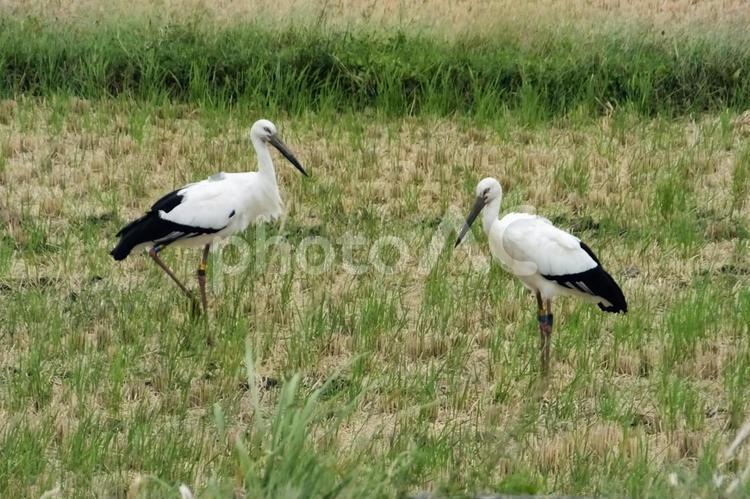 島根県奥出雲町の棚田で餌を探すコウノトリ コウノトリ,棚田,天然記念物の写真素材