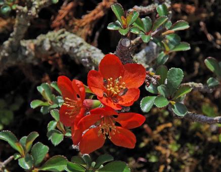 Japanese Quince 'Chojubai', JPG