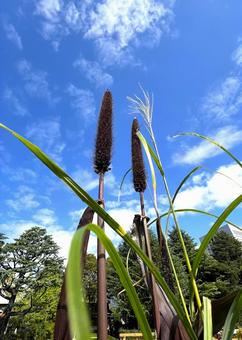 Cattail ear, JPG Cattail ear, JPG