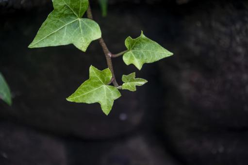 ヘデラ ヘデラ,アイビー,セイヨウキヅタの写真素材