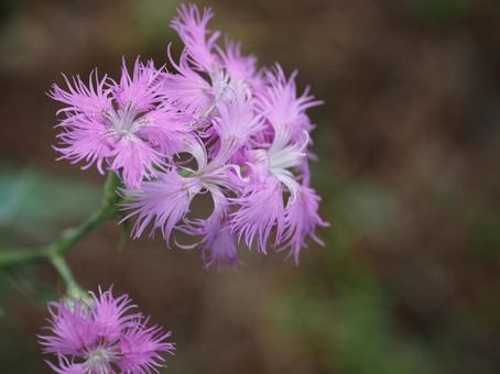 山野草・タカネナデシコ 山野草・タカネナデシコ タカネナデシコ,ナデシコ,撫子の写真素材