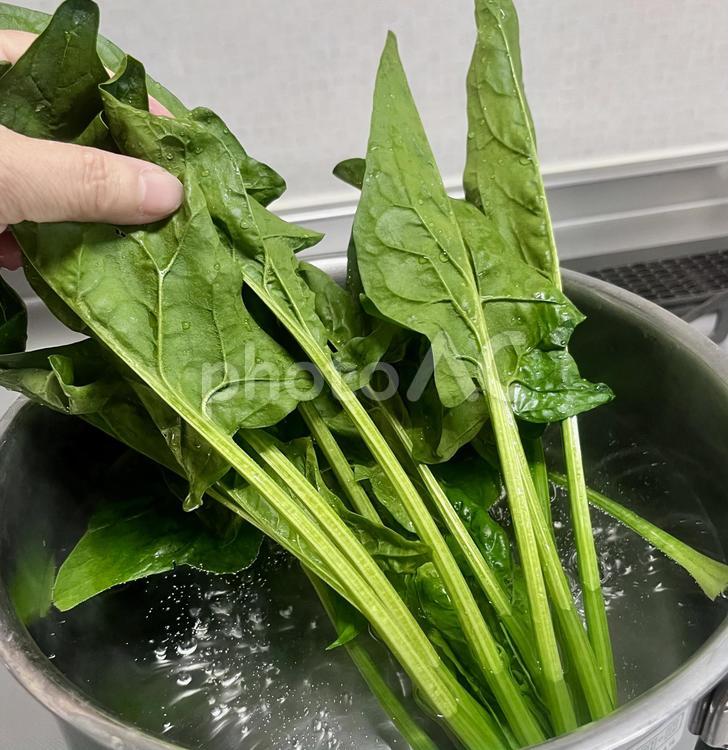 ほうれん草は茎から湯がく ほうれん草,茹でる,湯がくの写真素材
