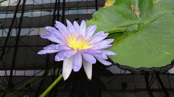 蓮の花 蓮の花の写真